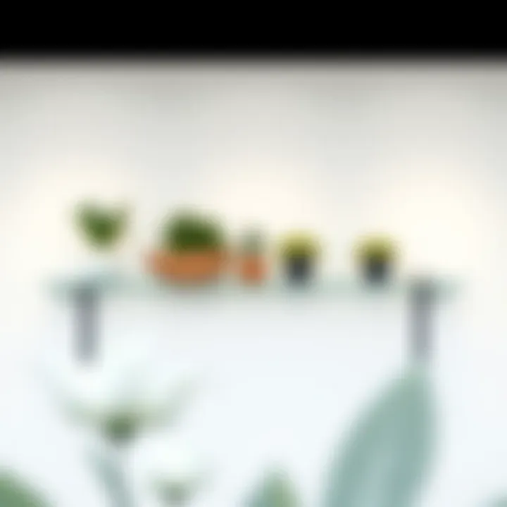 Minimalist clear ledge shelf displaying plants and decor