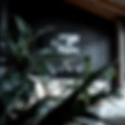 Stunning black house plant arrangement in a modern living room