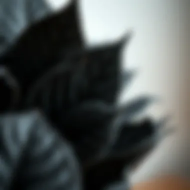 Close-up of a unique black foliage plant showcasing texture