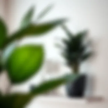 Stylish black plant displayed on a minimalist shelf