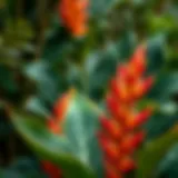 Vibrant Amazonian flora showcasing biodiversity