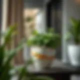 Elegant ceramic planter showcasing modern design