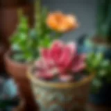 Close-up of a vibrant succulent nestled in a decorative pot