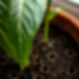 Close-up view of a well-drained plant pot showcasing soil and drainage holes