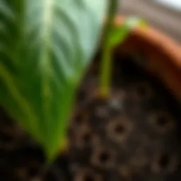 Close-up view of a well-drained plant pot showcasing soil and drainage holes