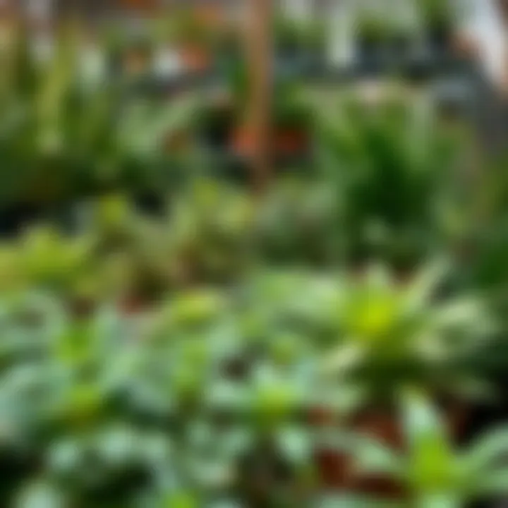A diverse selection of plants available at a local nursery